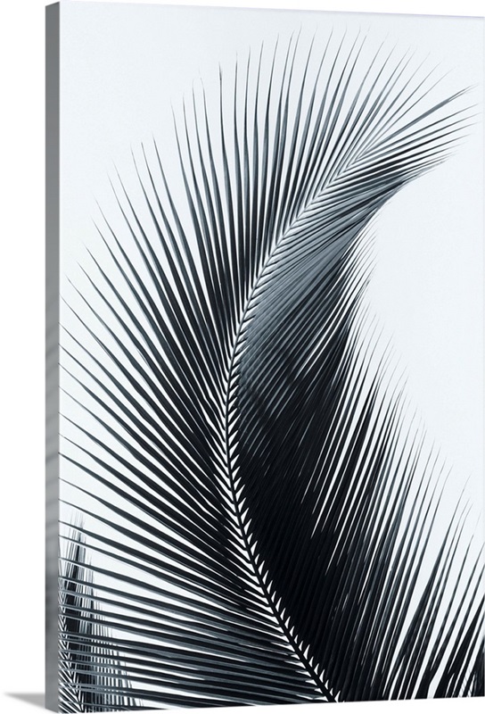 Palm frond curved upward towards sky | Great Big Canvas