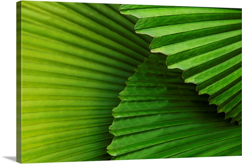 Palm Leaves And Fronds At The Singapore Zoo; Singapore