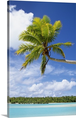 Palm Tree And Beach, Aitutaki, Cook Islands