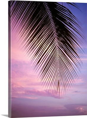 Palm Tree Branch At Sunset, Close Up, Barbados
