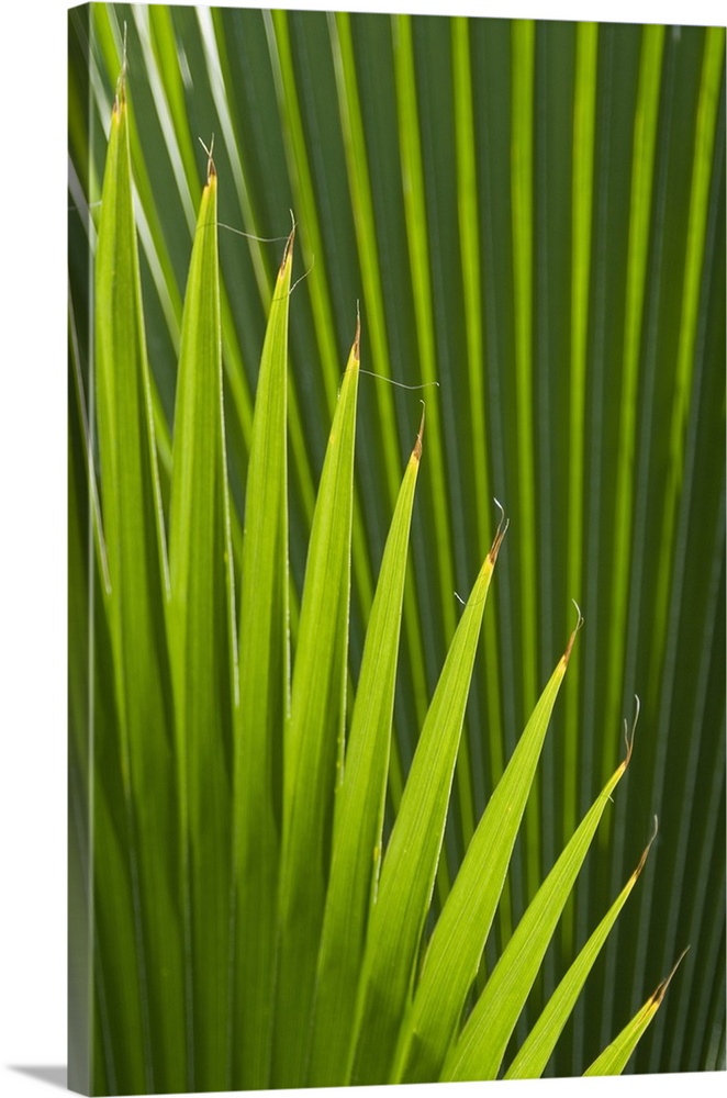 Detail of palm tree, Grenada