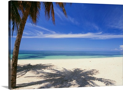 Palm Tree On Tropical Beach, Playa Ancon