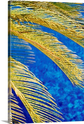 Palm Tree, South Beach, Close Up; Miami, Flroida
