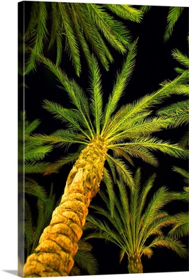 Palm Trees, Arecaceae Genera