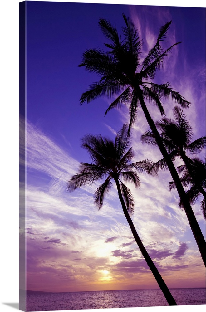 Palm trees at sunset, Wailea, Maui, Hawaii, united states of America.