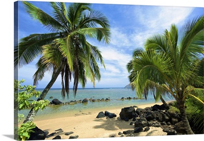 Palm Trees On Anini Beach; Kauai, Hawaii, United States Of America