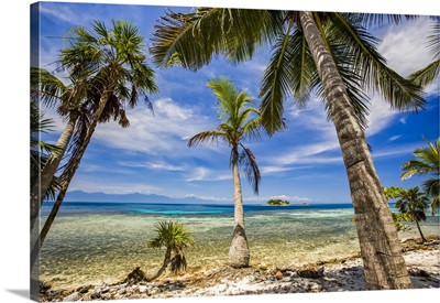 Palm Trees On The Beach Overlooking The Turquoise Caribbean Sea, Honduras