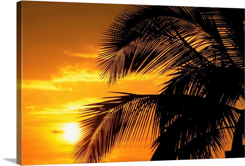 Palm Trees Silhouette With Sunset, Orange Sky And Clouds In Background