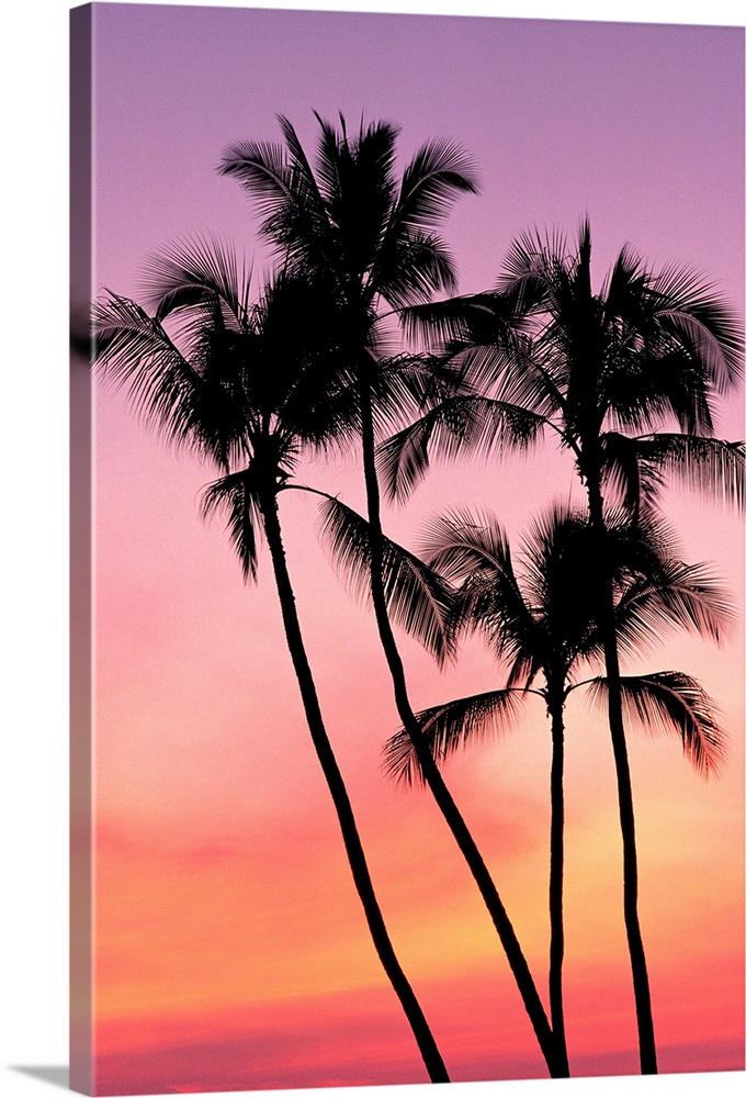 Palm Trees Silhouetted In Sunset Sky
