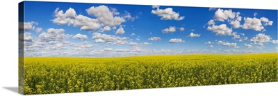 Panorama Of A Canola Field Under A Blue Sky With Cloud, Alberta, Canada