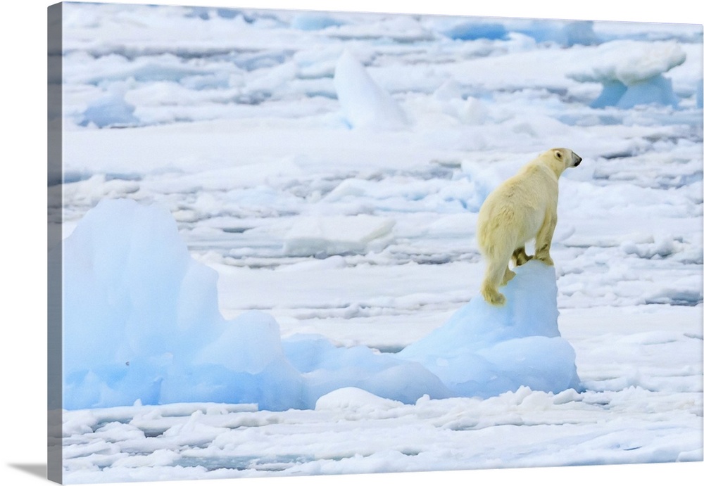 Panorama of a polar bear (Ursus maritimus) climbs an iceberg for a view Svalbard, Norway