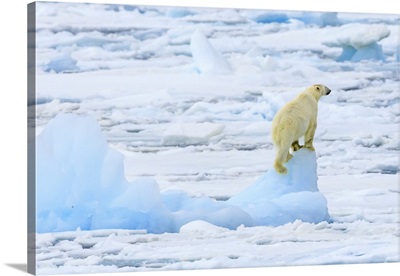 Panorama Of A Polar Bear Climbs An Iceberg For A View, Svalbard, Norway