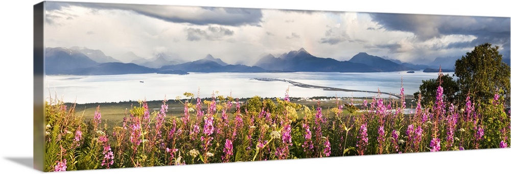 Panorama Of Fireweed (Chamaenerion Angustifolium) Blossoming In The Foreground With Homer Spit, Kachemak Bay And The Kenai...