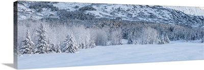 Panorama View Of Hoar Frost Covering Birch And Spruce Trees In Fog, Portage, Alaska, USA