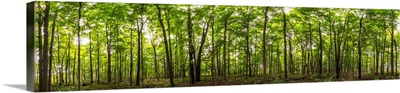 Panoramic image of a deciduous forest; Ontario, Canada