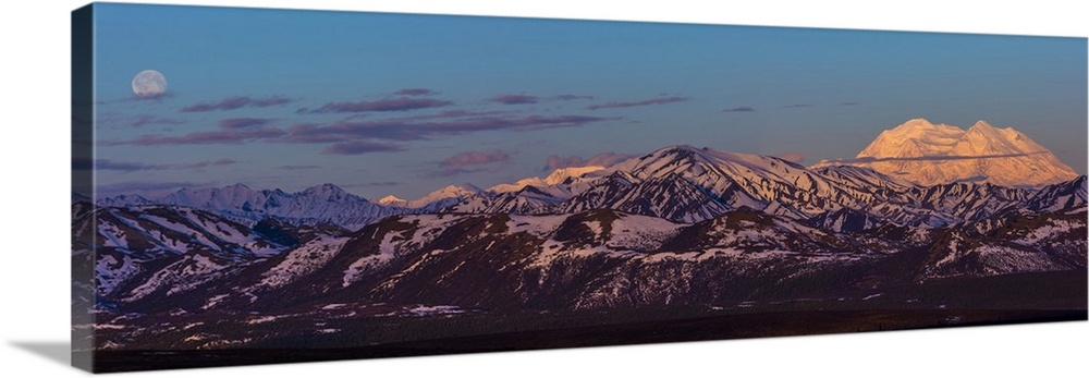 Panoramic view of Denali at sunrise in early summer with a nearly full moon; Alaska, United States of America