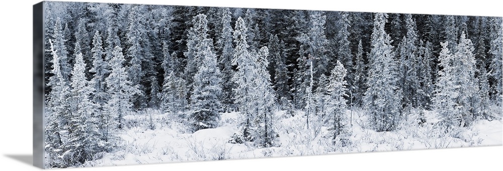 Giant landscape photograph of a line of spruce trees covered in frost, surrounded by a snowy landscape in Chugach State Pa...