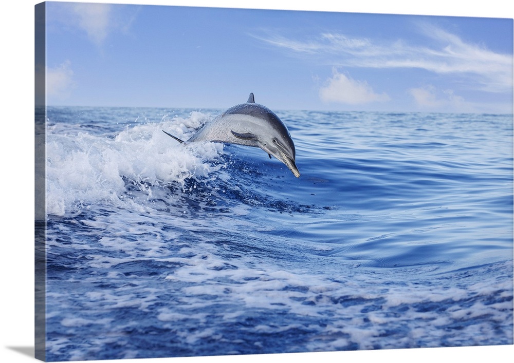 Pantropical spotted dolphin (Stenella attenuata) leaping out of the Pacific Ocean, Hawaii, United States of America