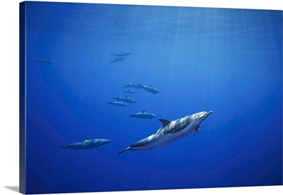 Pantropical Spotted Dolphins In Open Ocean, Hawaii, United States Of America