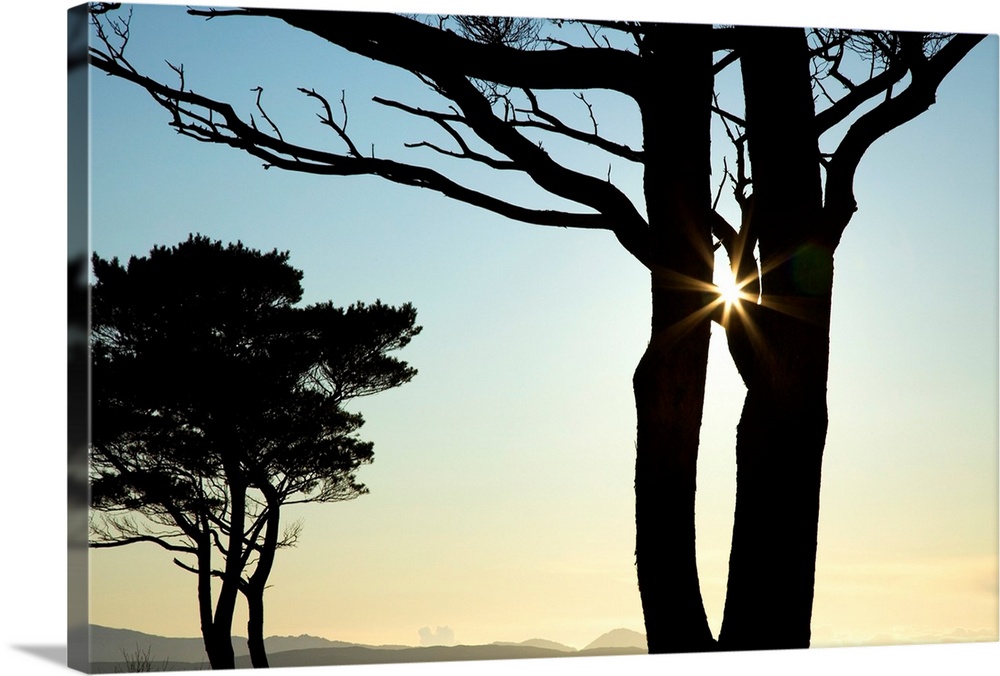 Parknasilla, County Kerry, Ireland, Silhouette Of Trees With The Sunlight