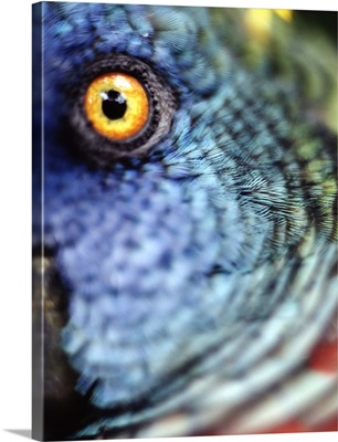 Parrot, Close Up; Caribbean Islands