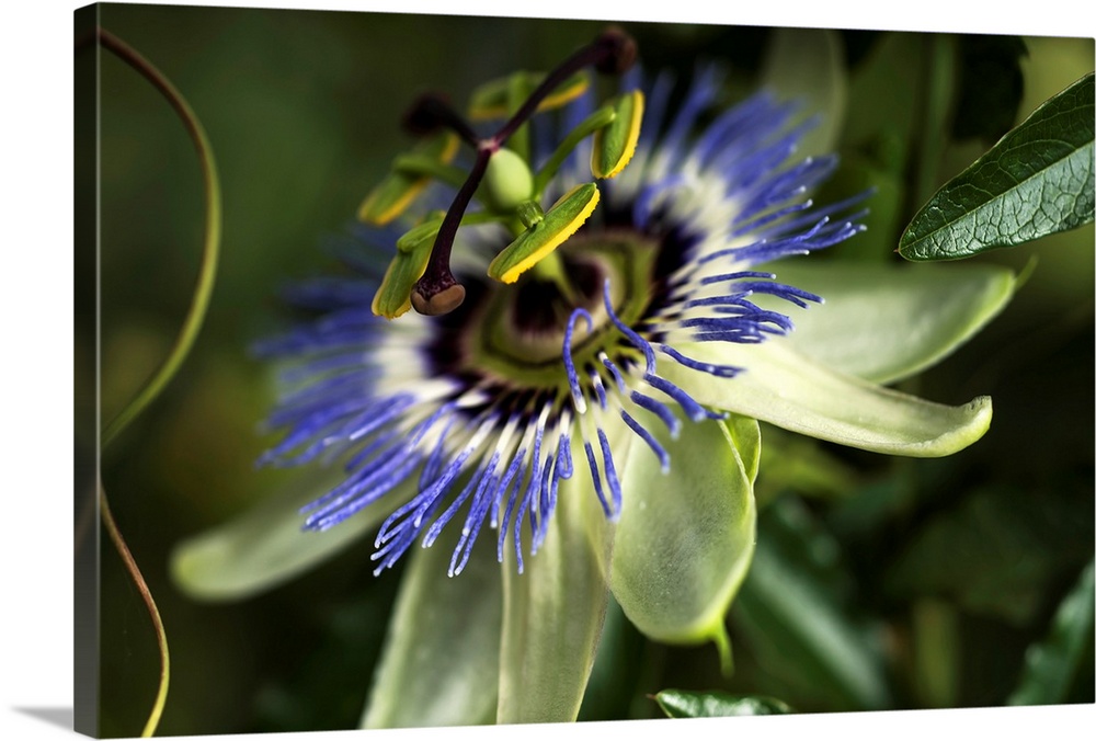 Passion Flower (Passiflora) blooms in a garden. Astoria, Oregon, United States of America.