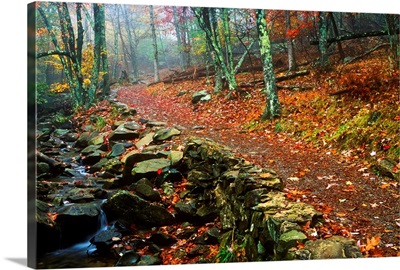 Path Through Forest, Shenandoah National Park, Virginia