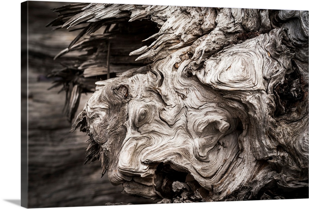 Patterns are found in the driftwood at Willapa Bay on the Washington Coast. Bay Center, Washington, United States of America.