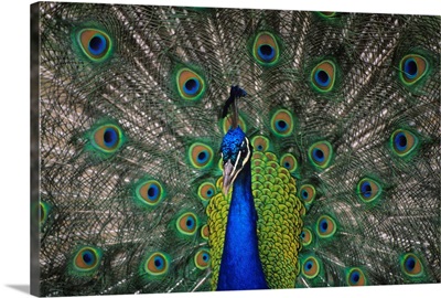 Peacock In Open Feathers, Victoria, British Columbia, Canada