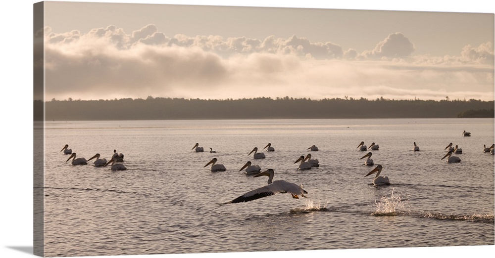 Pelicans Floating On A Lake, Lake Of The Woods, Ontario, Canada