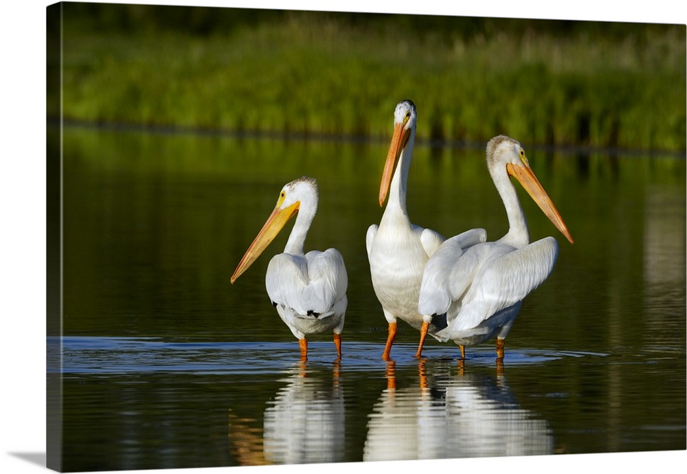 Pelicans In The Water