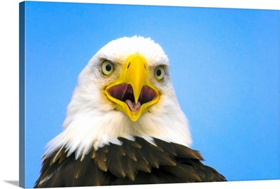 Perched Eagle Opens Beak To Call, Homer, Alaska