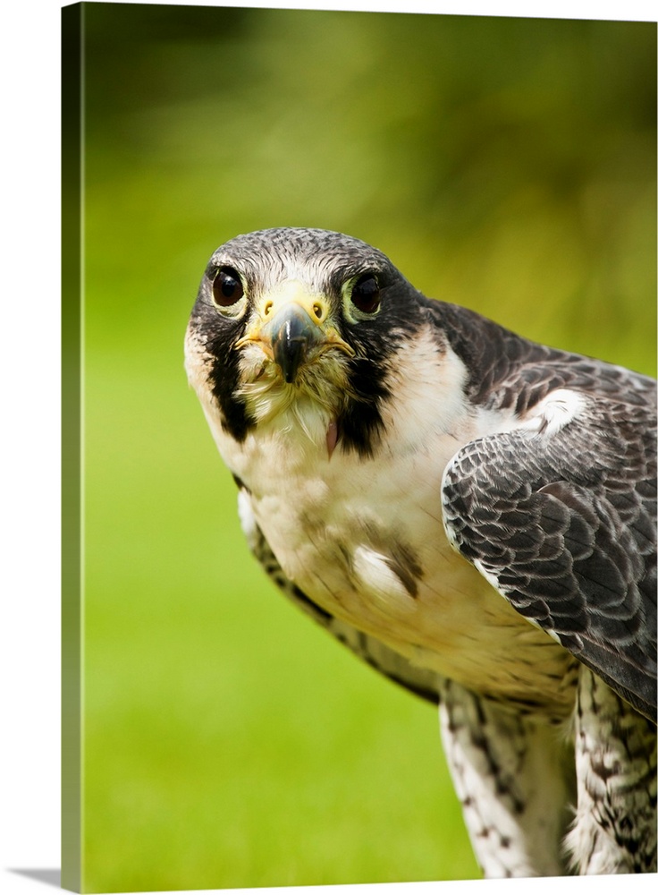 Peregrine Falcon (Falco Peregrinus). Windermere, Cumbria, England.