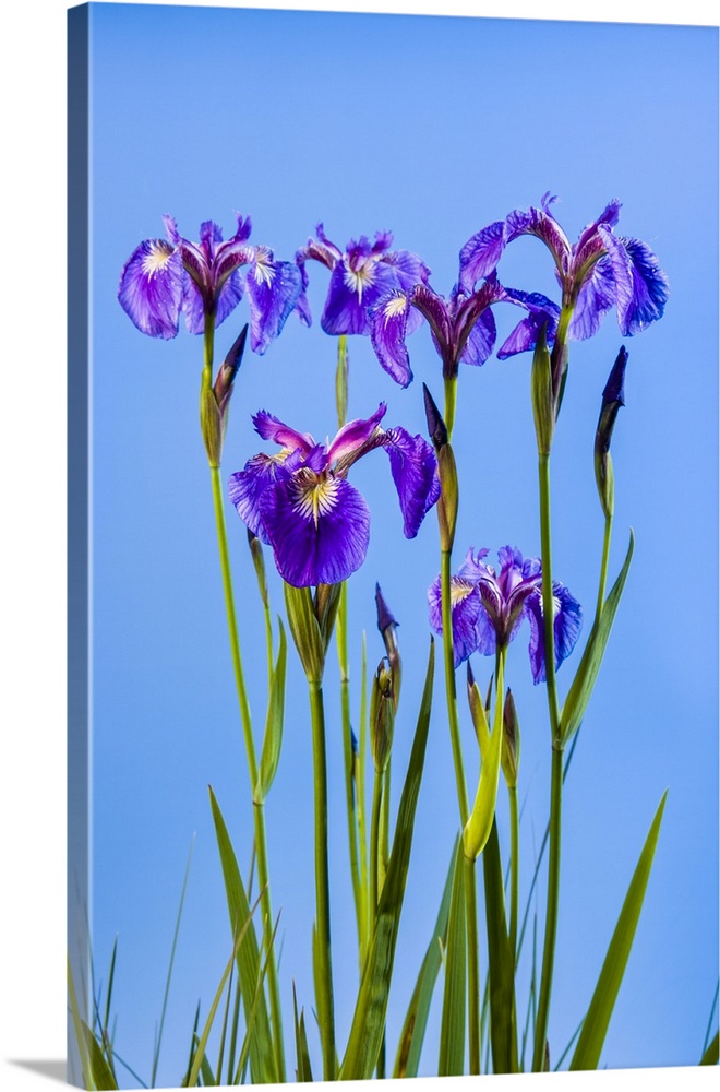 A perennial Iris and it's deep purple petals against a deep blue sky, South-central Alaska; Eklutna, Alaska, United States...
