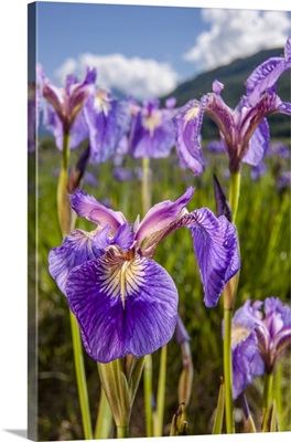 Perennial Iris, The Palmer Hayflats, Eklutna, Alaska