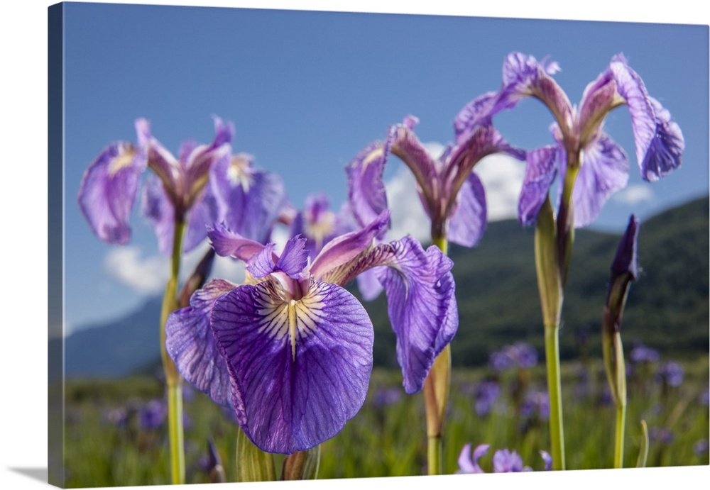 A perennial Iris and it's deep purple petals photographed on the Palmer Hayflats with blue sky and mountains in the backgr...