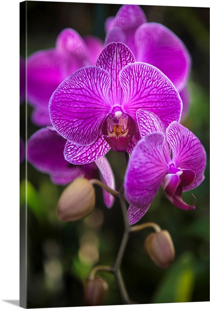 Phalaenopsis orchids in bloom; Kailua, Island of Hawaii, Hawaii, United States of America