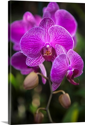 Phalaenopsis orchids in bloom