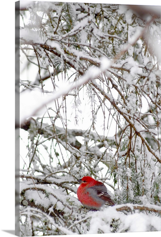 A single fat red bird sits on a snowy cluster of pine tree branches.