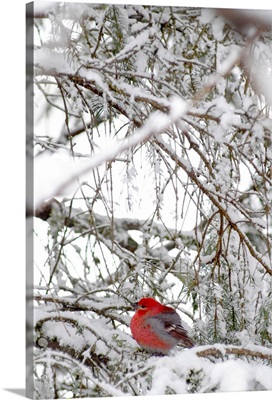 Pine Grosbeak On Snowy Branch Winter SC Alaska