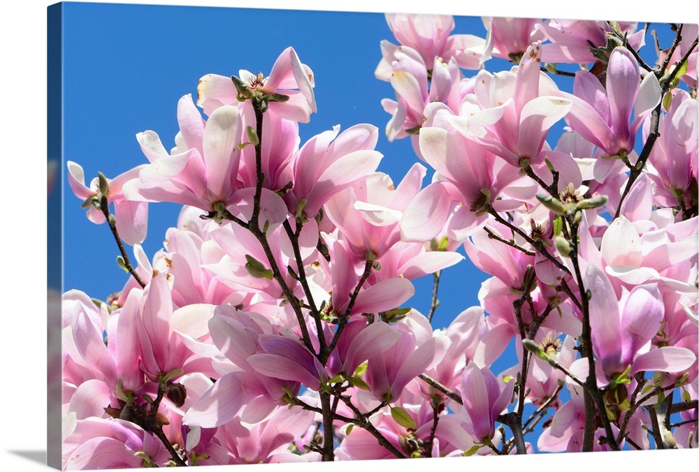 Pink Chinese or saucer magnolia flowers, Magnolia x soulangeana, against a blue sky.