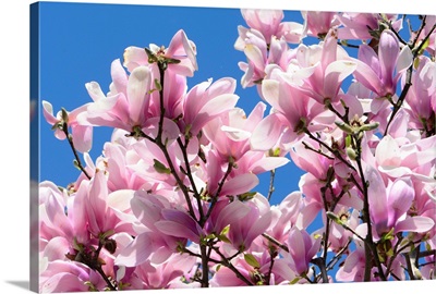 Pink Chinese or saucer magnolia flowers, Magnolia x soulangeana, against a blue sky.; Cambridge, Massachusetts.