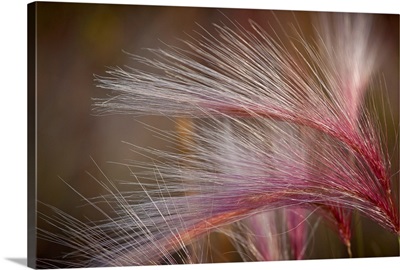 Pink grass in the Maclaren River Valley, Southcentral Alaska, Autumn