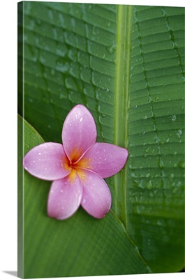 Pink Plumeria Flower On Banana Leaf, Raindrops Detail