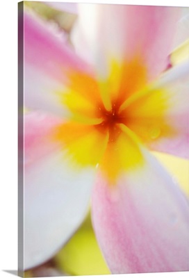 Pink Plumeria Flower With Yellow Center, Extreme Close-Up, Soft Focus