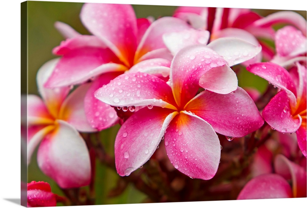 Pink plumerias covered in dew drops