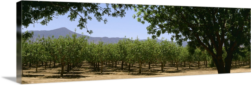 Pistachio orchard early in the growing season