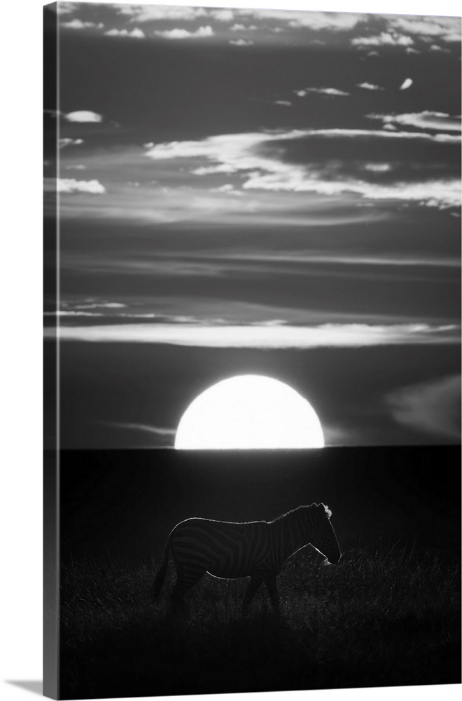 Monochromatic of a Plains zebra (Equus quagga) crossing the savannah at sunset in Maasai Mara National Reserve; Narok, Mas...