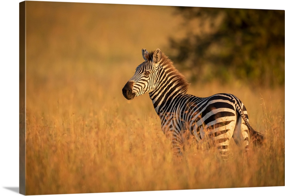 Plains zebra (Equus quagga) stands in grass watching camera, Serengeti National Park; Tanzania