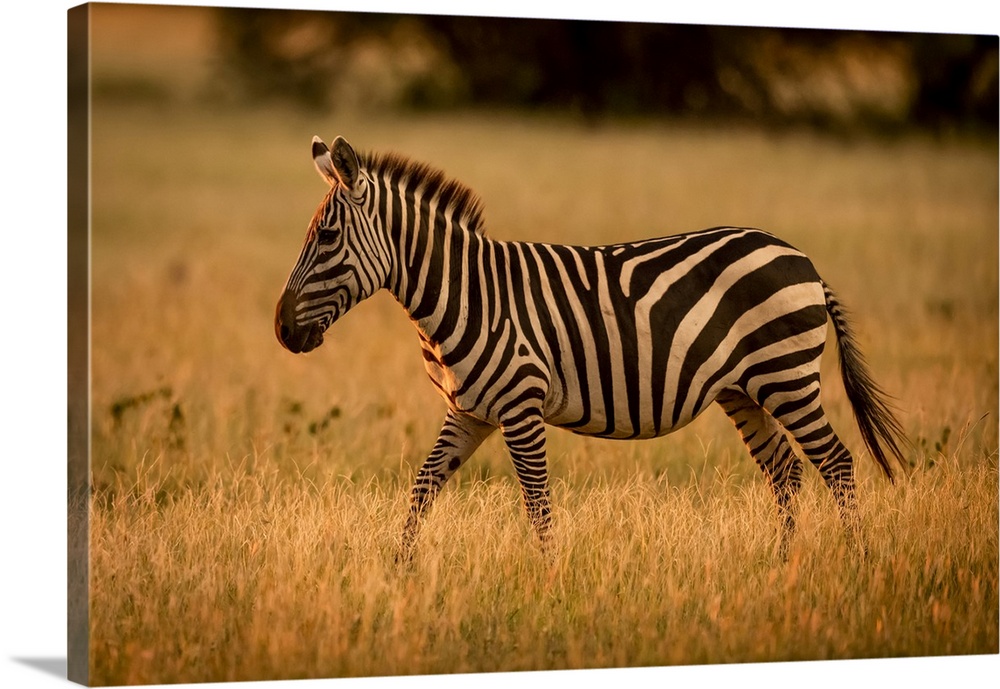 Plains zebra (Equus burchellii) walks rim lit by sunset, Grumeti Serengeti Tented Camp, Serengeti National Park; Tanzania
